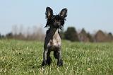 CHIEN NU CHINOIS 146